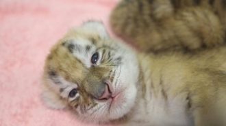 “Más preciosos que los pandas”: Nacen en China cuatrillizos de tigre dorado
