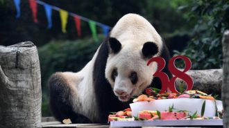 Murió a los 38 años la osa panda en cautiverio más vieja del mundo