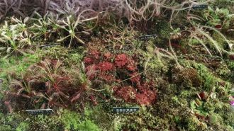 Plantas fantásticas y dónde encontrarlas