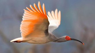 Nacen cuatro raras aves de ibis crestado en noroeste de China