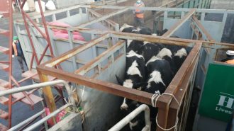 Más de 3.000 vaquillas chilenas fueron exportadas desde el Biobío hacia China