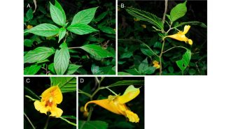 Científicos chinos descubren nuevas especies de plantas