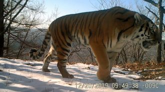 Aumenta número de cachorros de tigre y leopardo en parque nacional de China