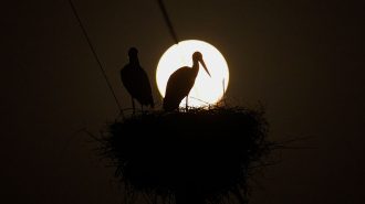 Reserva natural construye nidos artificiales para aves en peligro de extinción