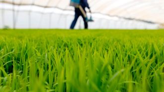 Científicos chinos descubren gen que hace al arroz más resistente a la sequía