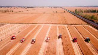 China cosecha más de la mitad del trigo invernal más rápido que el año pasado