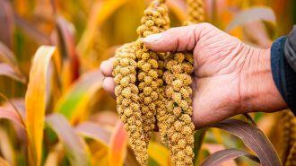 Estudio revela existencia de agricultura sostenible en norte de China hace 5.500 años