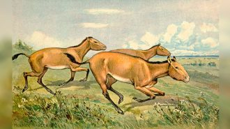 China encontró fósiles de hipparion de ocho millones de años