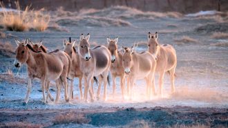 Raros asnos salvajes fueron avistados cerca de la frontera entre China y Mongolia