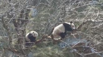 Guardaparques “pilló” a pandas en pleno cortejo