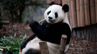 China diseña un oso panda virtual que vivirá en el metaverso e interactuará mediante IA