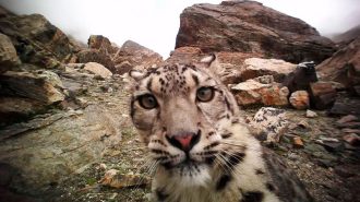 Población de leopardos de las nieves en reserva del monte Everest supera la centena