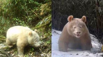 El único en el mundo: Avistan movimientos de inusual panda albino en China