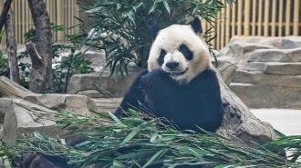Pandas gigantes de Chengdu, los otros protagonistas de los Juegos Mundiales Universitarios