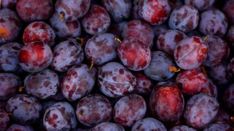 “Muy codiciada”: Chile quiere aumentar la exportación de ciruela fresca a China
