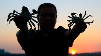 Comenzó temporada de cosecha de populares cangrejos en China