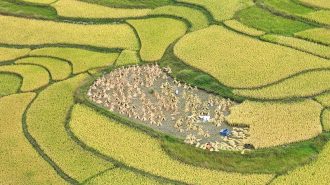China redobla cooperación con instituto de internacional para mejorar variedades de arroz