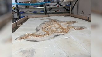 Descubren fósiles con marcas de piel de dos dinosaurios en el norte de China
