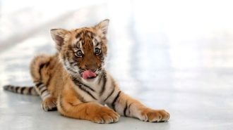 Nacen en China tres cachorros del tigre más amenazado del mundo