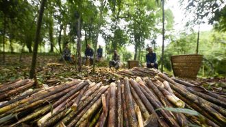 Expertos chinos destacan el potencial del bambú como alimento “sostenible” para el futuro