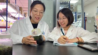 Científicos chinos identifican un musgo desértico que podría sobrevivir en Marte