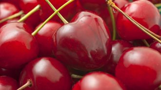 China es el principal destino: Cerezas chilenas marcarán récord de exportaciones