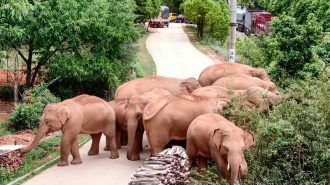 Manada de elefantes salvajes deambula por importante ciudad china