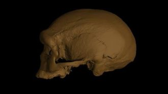 “Homo Longi”, la nueva especie que desplaza al Neandertal como nuestro “primo” más cercano