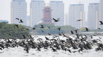 Xiamen: 453 especies de aves silvestres te esperan para fotografiarlos