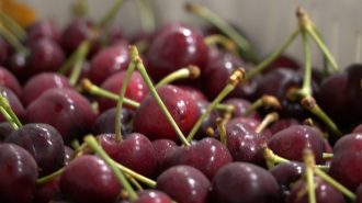 Los chinos no perdonan la falta del “palito” en las cerezas chilenas
