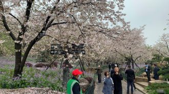 Un año después, Wuhan recupera con esperanza su festival de los cerezos en flor