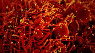 El informe de la OMS sobre el rastreo del virus fustiga los rumores de EE. UU. y Occidente