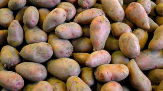 Investigadores producen primera generación de papas híbridas a través de diseño de genoma