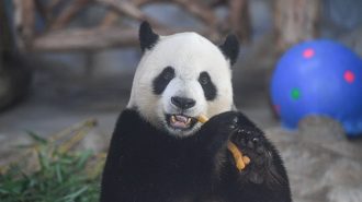 El oso panda ya no es especie “en peligro”, según China