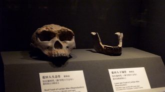 Homo erectus de Gongwangling pudo ser primer poblador de China, según estudio