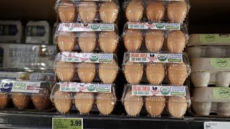 Científicos chinos identifican evolución del virus H5N1 de la gripe aviar