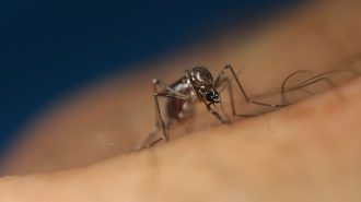 Como en serie de TV: Mosquitos que picaron a ladrón permitieron resolver un robo en China