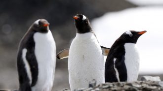 Estudio genético revela evolución de pingüinos hacia ambientes marinos
