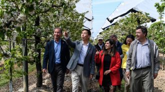 Chile arrancó temporada de cerezas con celebración del florecimiento de su árbol