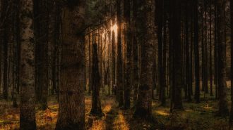 Árbol más alto de China mide 83,4 metros