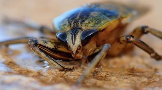 Aduana china interceptó desconocida especie de cucaracha: Provenía de un envío de Sudamérica