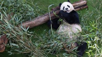 Pandas gigantes regresarán a China después de dos décadas en zoológico de Memphis