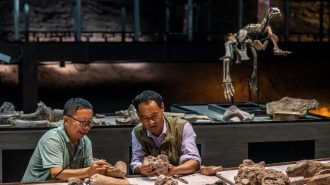 Fósiles chinos desvelan rápida recuperación marina tras evento de extinción