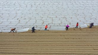 Agricultura de primavera se vuelve inteligente y ecológica a medida que avanza revitalización rural de China