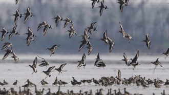 China planta malamadre para alimentar a aves invernantes en su mayor lago de agua dulce