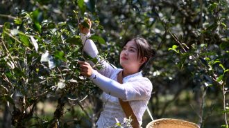 Antiguos bosques de té de China fueron declarados Patrimonio de la Humanidad