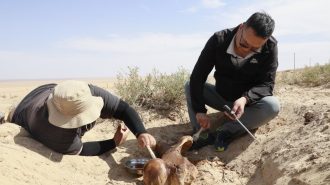 China exhibirá un húmero fosilizado de herbívoro de 15 millones de años de antigüedad