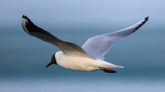 China redobla sus esfuerzos para conservación de aves migratorias