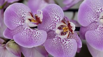 Encuentran seis nuevas especies de orquídeas en provincia china de Yunnan