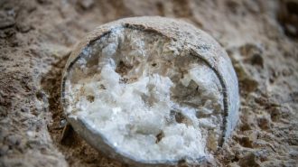“Extremadamente raro”: Hallan en China tres huevos de dinosaurio cristalizados